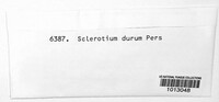 Sclerotium durum image